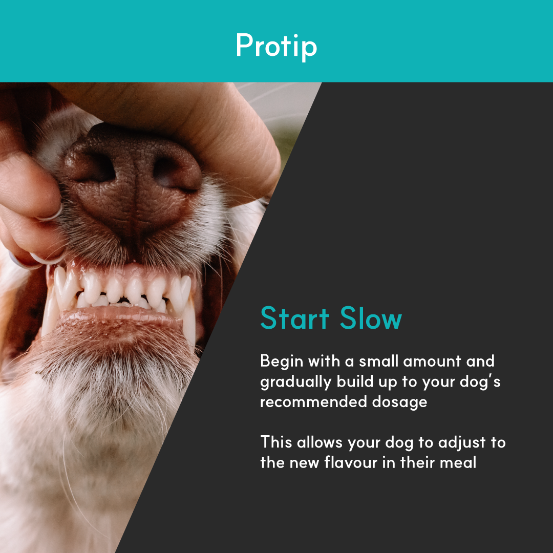 Dental+ for dogs | Borvo Nutrients
