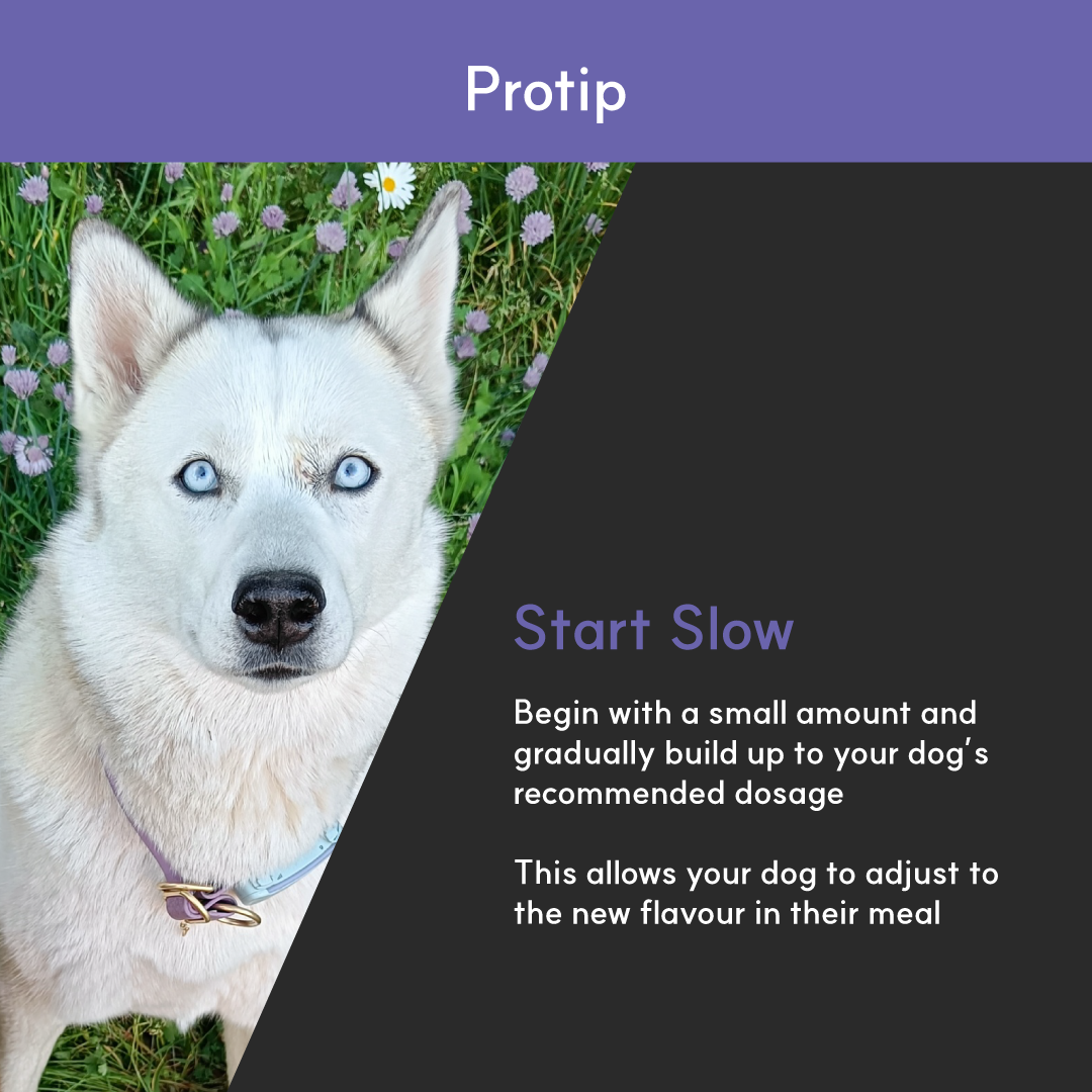 Eye+ for dogs | Borvo Nutrients