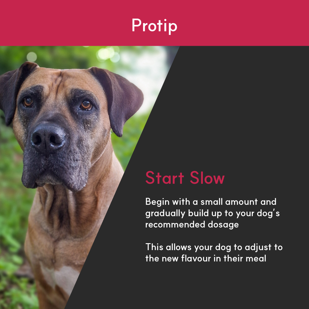 Joint+ for dogs | Borvo Nutrients