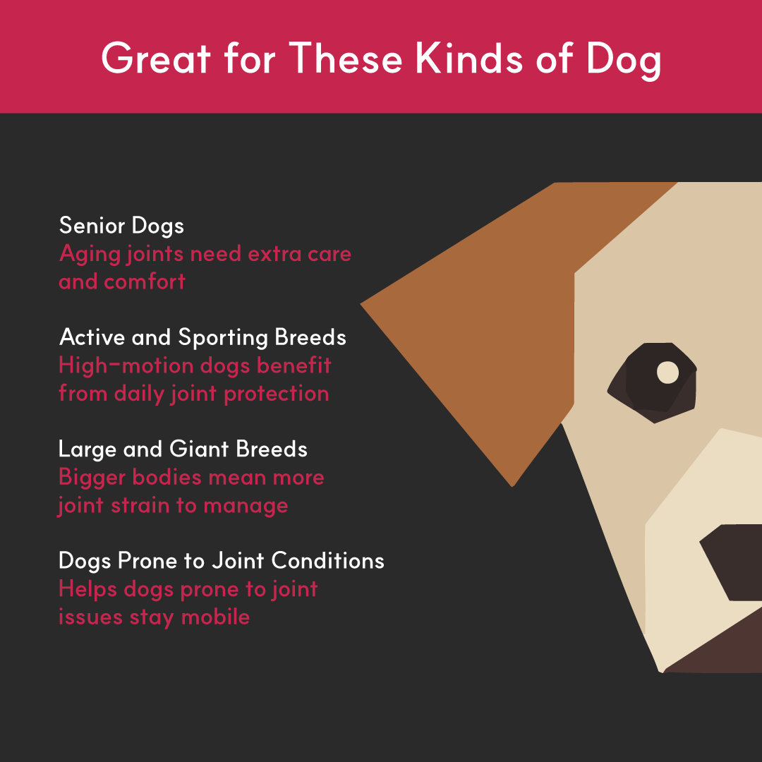 Joint+ for dogs | Borvo Nutrients