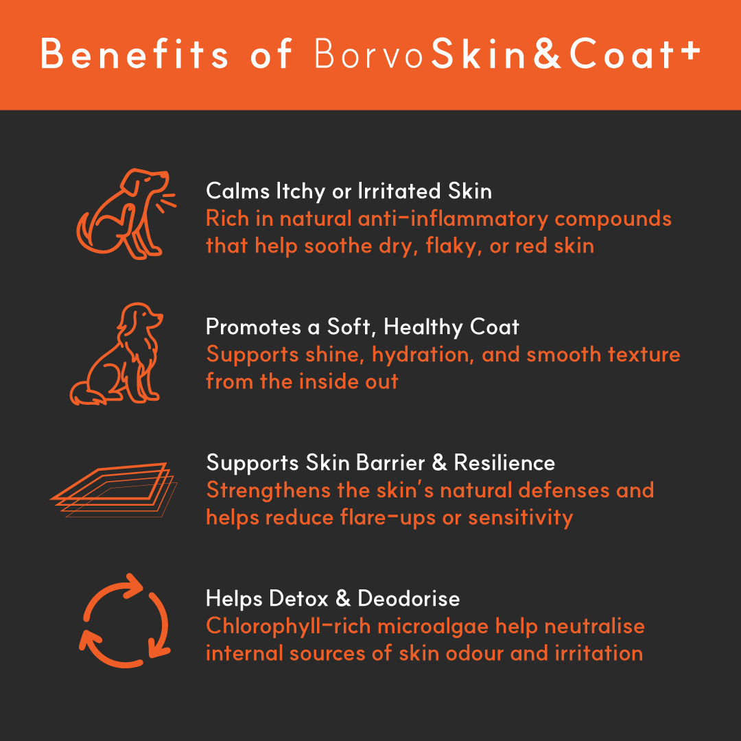 Skin & Coat+ for dogs | Borvo Nutrients