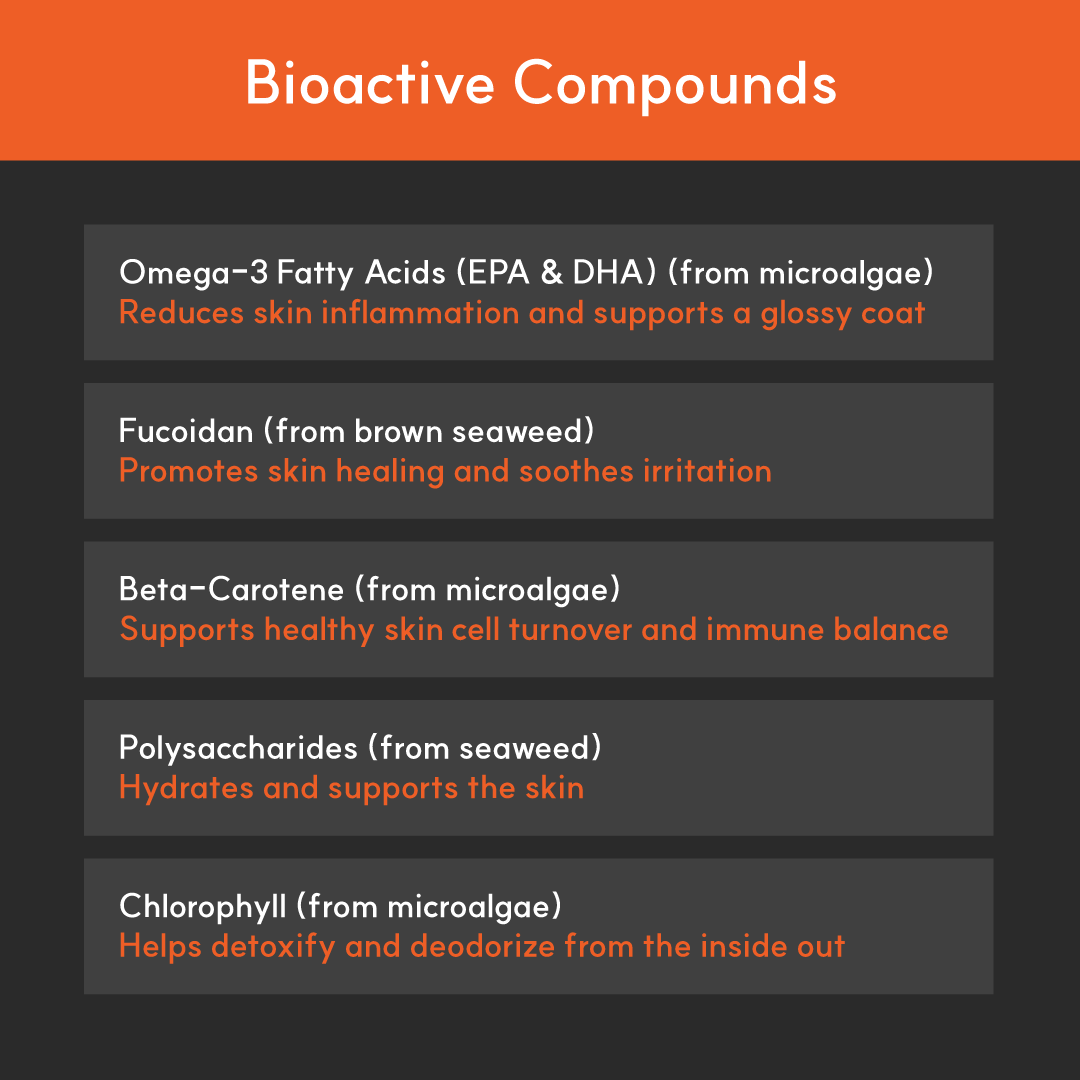Skin & Coat+ for dogs | Borvo Nutrients