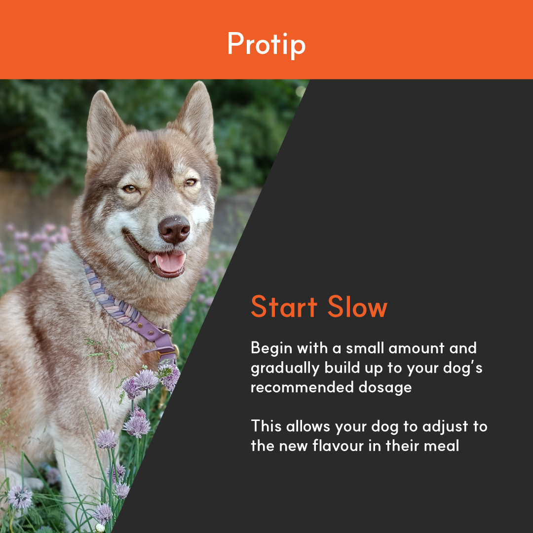 Skin & Coat+ for dogs | Borvo Nutrients