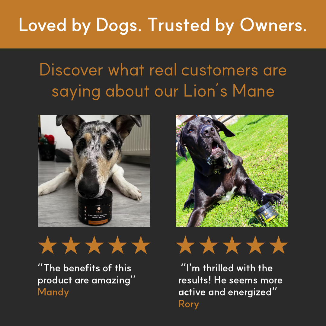 Lion's Mane Mushroom Powder Extract for Dogs - Ultrasound Assisted Extraction for Enhanced Potency  | Borvo Nutrients