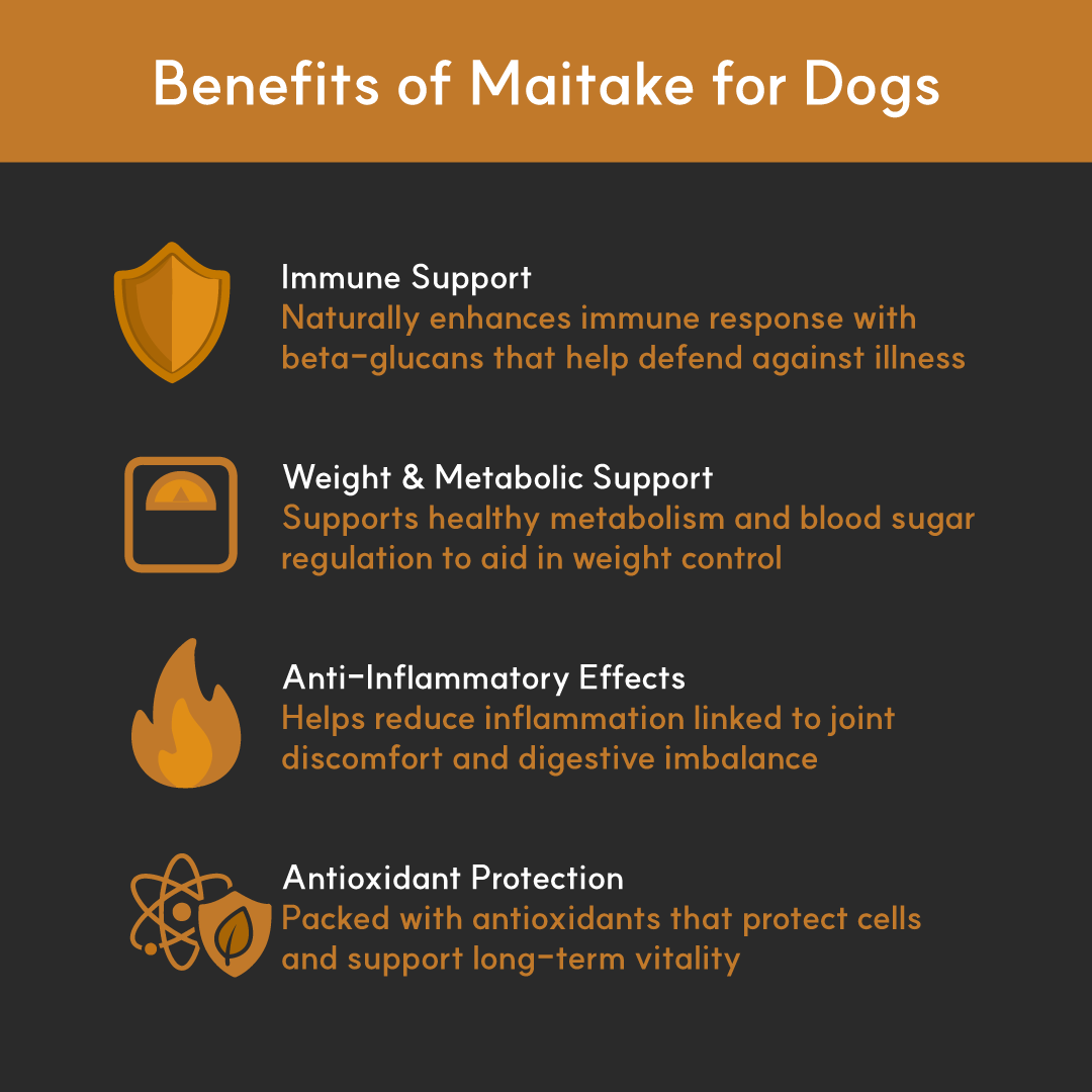 Maitake Mushroom Powder for Dogs - Ultrasound Assisted Extraction for Enhanced Potency  | Borvo Nutrients
