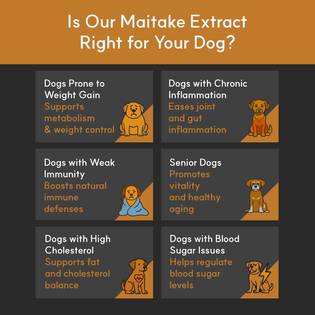 Maitake Mushroom Powder for Dogs - Ultrasound Assisted Extraction for Enhanced Potency  | Borvo Nutrients