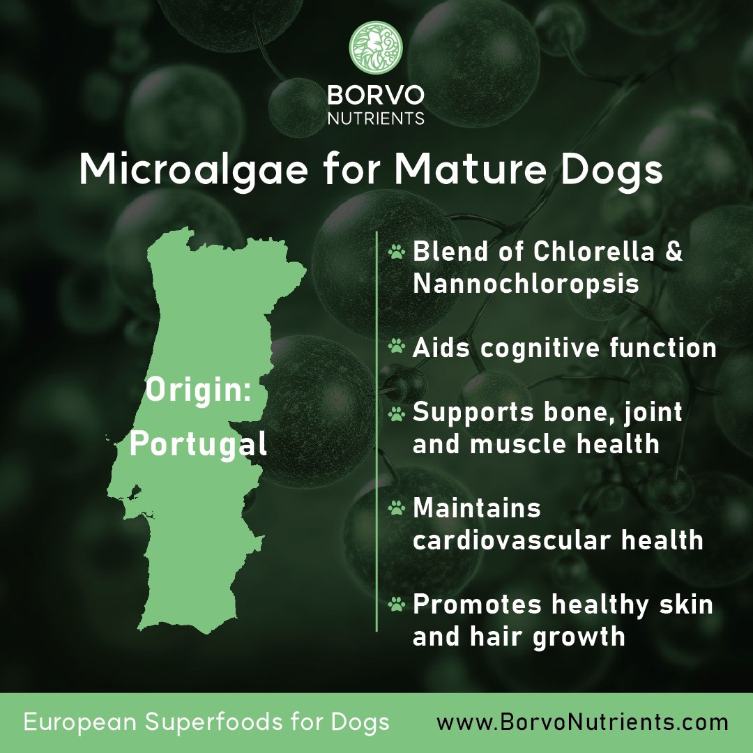 Origin and benefits of Borvo Nutrients Microalgae for Mature Dogs