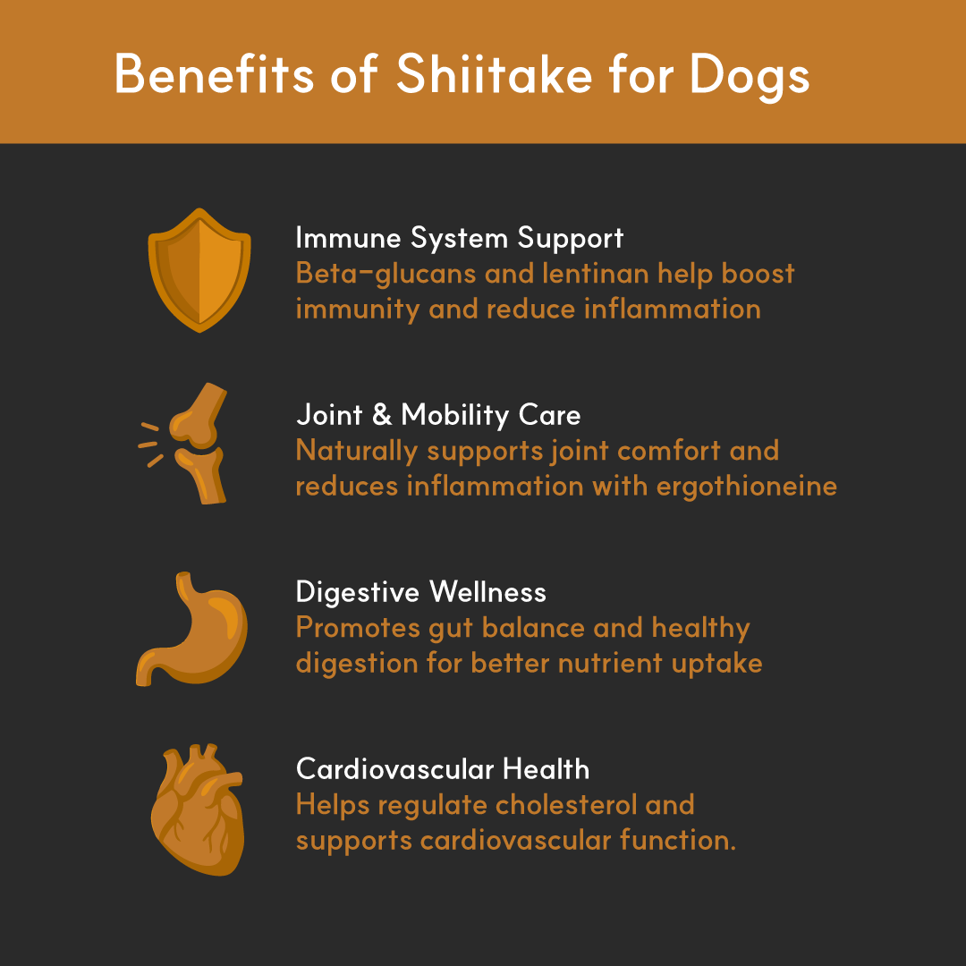 Shiitake Mushroom Extract Powder for Dogs - Ultrasound Assisted Extraction for Enhanced Potency  | Borvo Nutrients