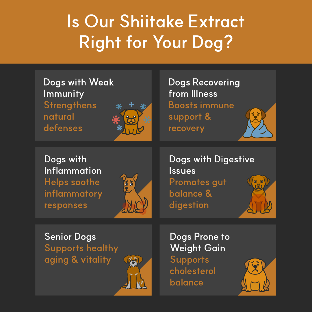 Shiitake Mushroom Extract Powder for Dogs - Ultrasound Assisted Extraction for Enhanced Potency  | Borvo Nutrients