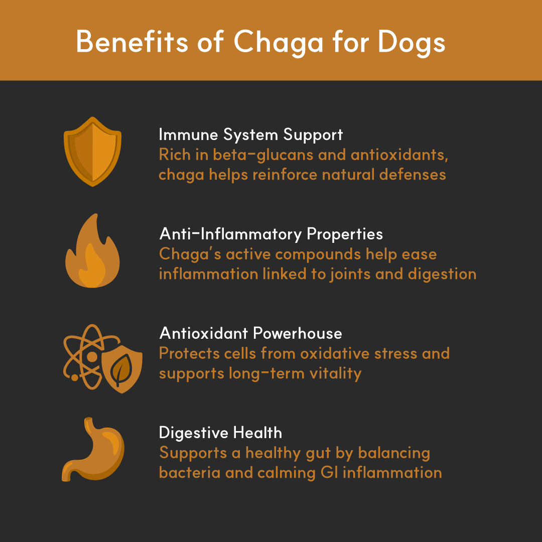 Finland-Grown Birch Tree Chaga Mushroom Extract for Dogs - Ultrasound Assisted Extraction for Enhanced Potency | Borvo Nutrients