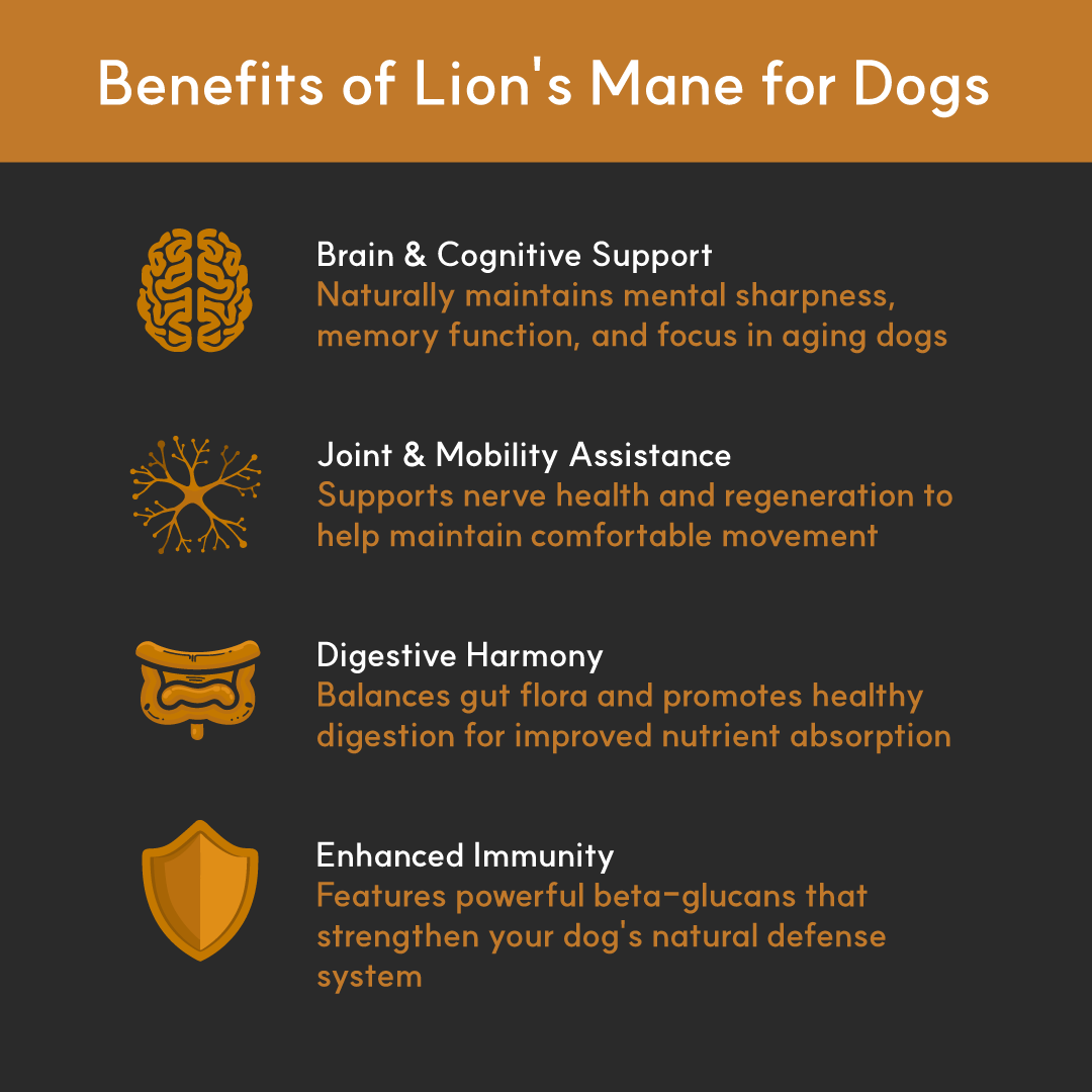 Lion's Mane Mushroom Powder Extract for Dogs - Ultrasound Assisted Extraction for Enhanced Potency  | Borvo Nutrients