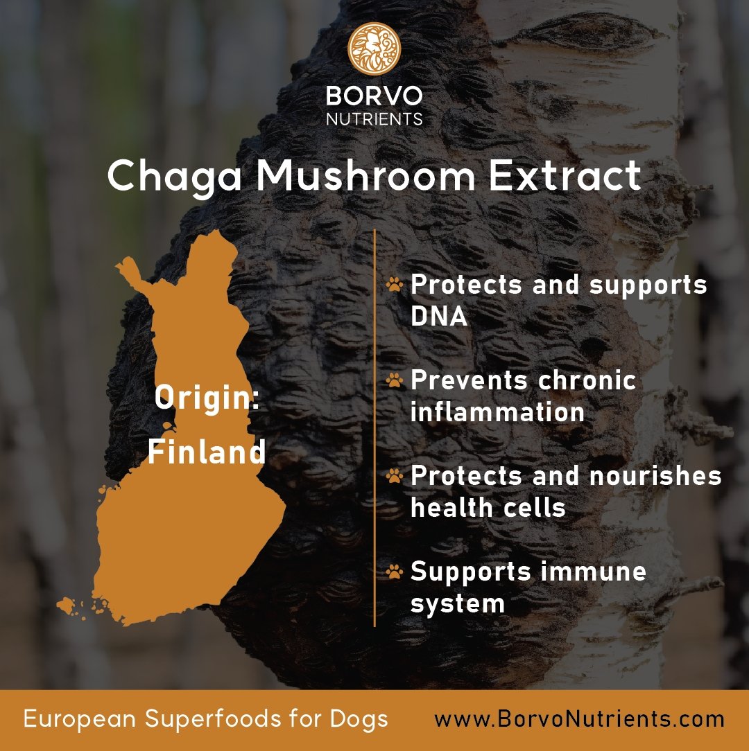 Origin and benefits of Chaga mushroom extract for dogs by Borvo Nutrients.