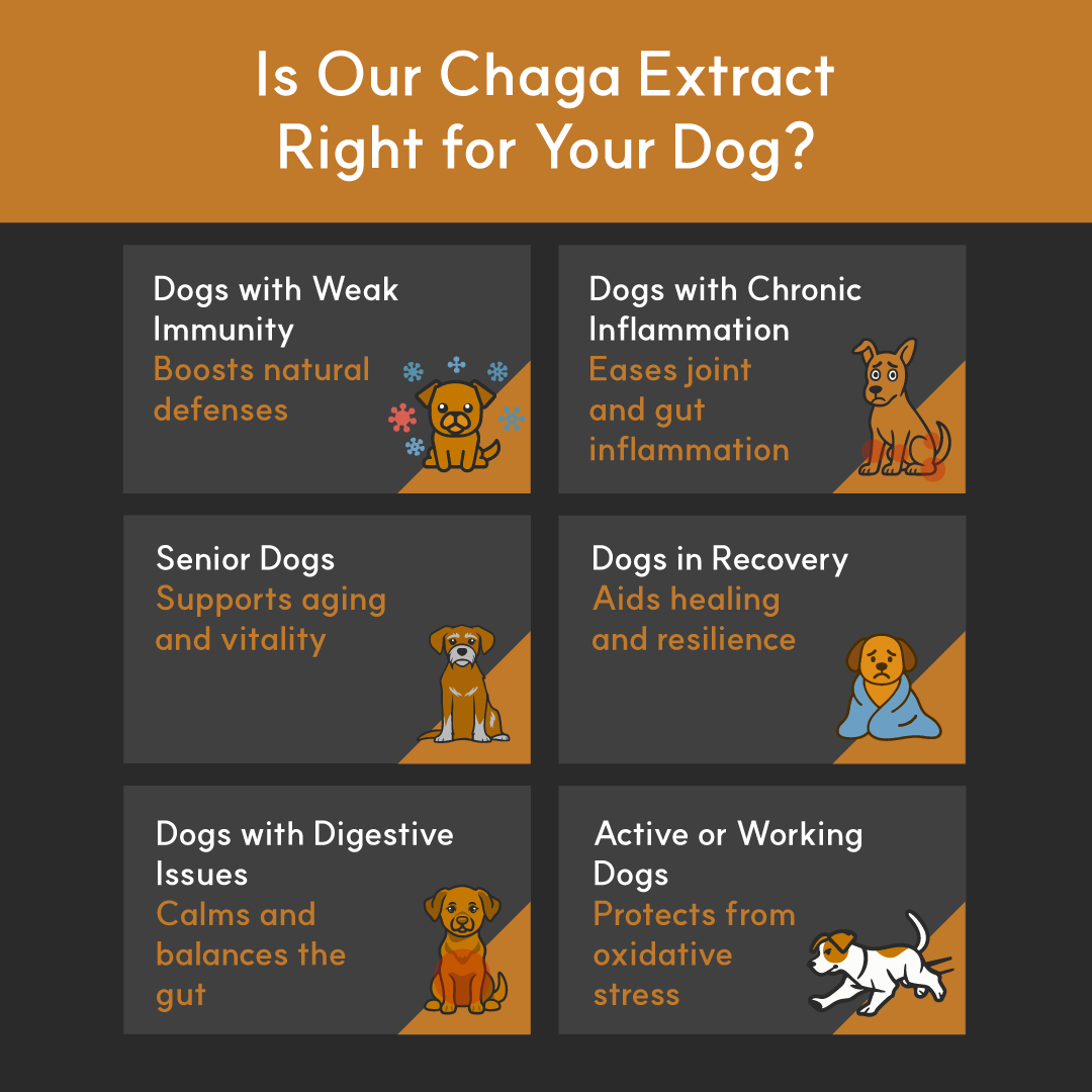 Finland-Grown Birch Tree Chaga Mushroom Extract for Dogs - Ultrasound Assisted Extraction for Enhanced Potency | Borvo Nutrients