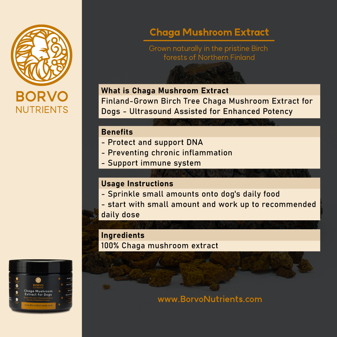 Features and Benefits of Chaga Mushroom Extract: This infographic describes the Chaga Mushroom Extract for dogs, highlighting its benefits such as DNA protection, chronic inflammation prevention, and immune system support. It also includes usage instructions and lists the ingredients.