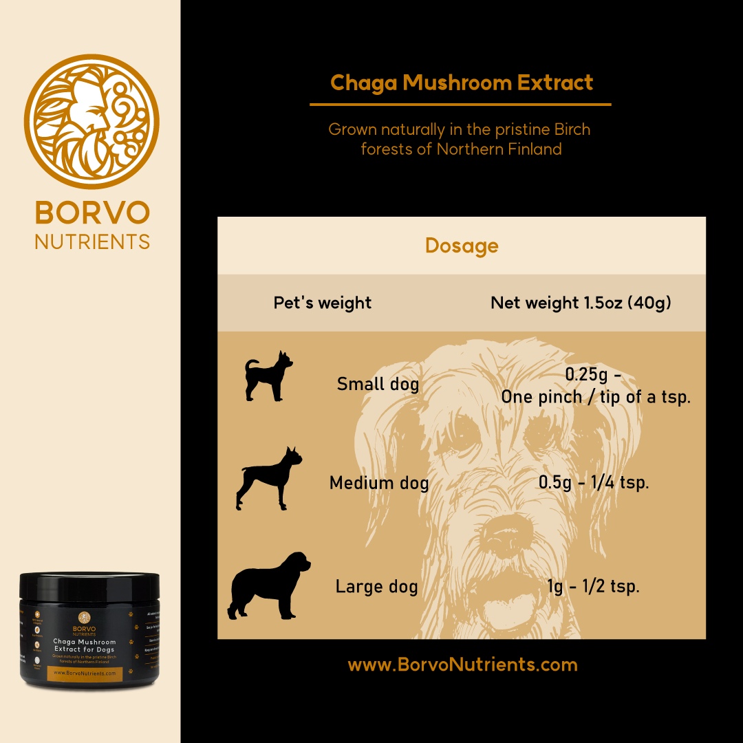 Feeding Instructions for Chaga Mushroom Extract: This infographic provides dosage instructions for Chaga Mushroom Extract based on different dog sizes. It specifies the amount in grams and corresponding spoon measurements for small, medium, and large dogs.