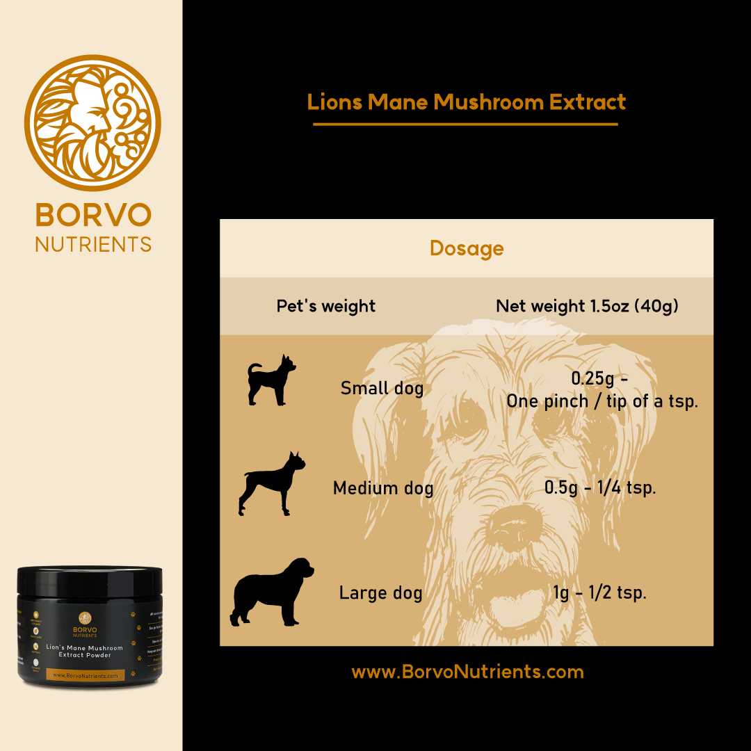 Feeding Instructions for Lion's Mane Mushroom Extract: This infographic gives dosage instructions for Lion's Mane Mushroom Extract for different dog sizes. It details the amount in grams and corresponding spoon measurements for small, medium, and large dogs.