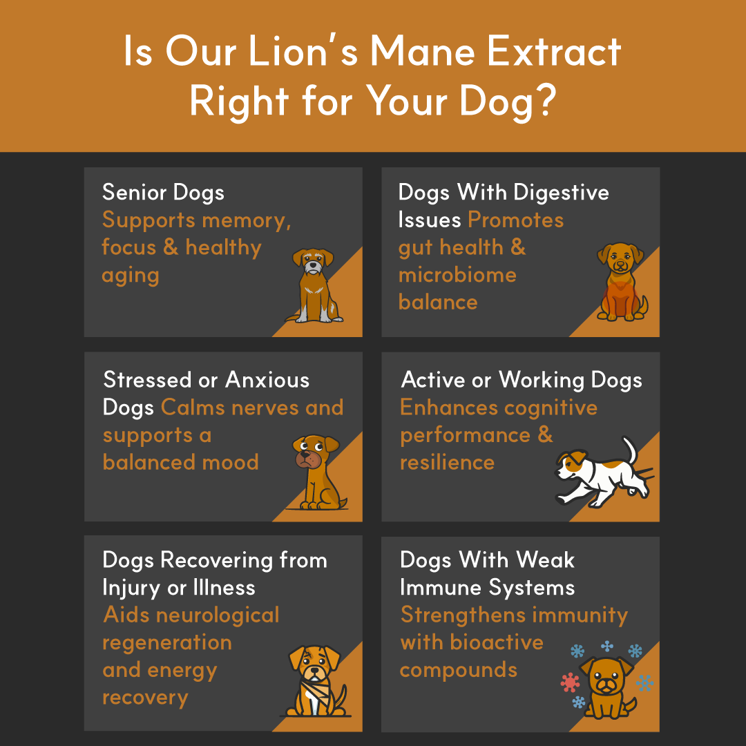 Lion's Mane Mushroom Powder Extract for Dogs - Ultrasound Assisted Extraction for Enhanced Potency  | Borvo Nutrients