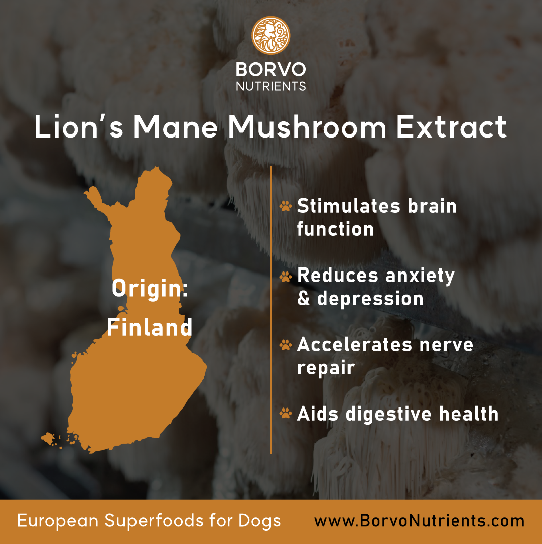 Origin and benefits of Borvo Nutrients Lions Mane Extract for Dogs