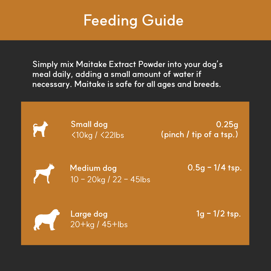 Maitake Mushroom Powder for Dogs - Ultrasound Assisted Extraction for Enhanced Potency  | Borvo Nutrients