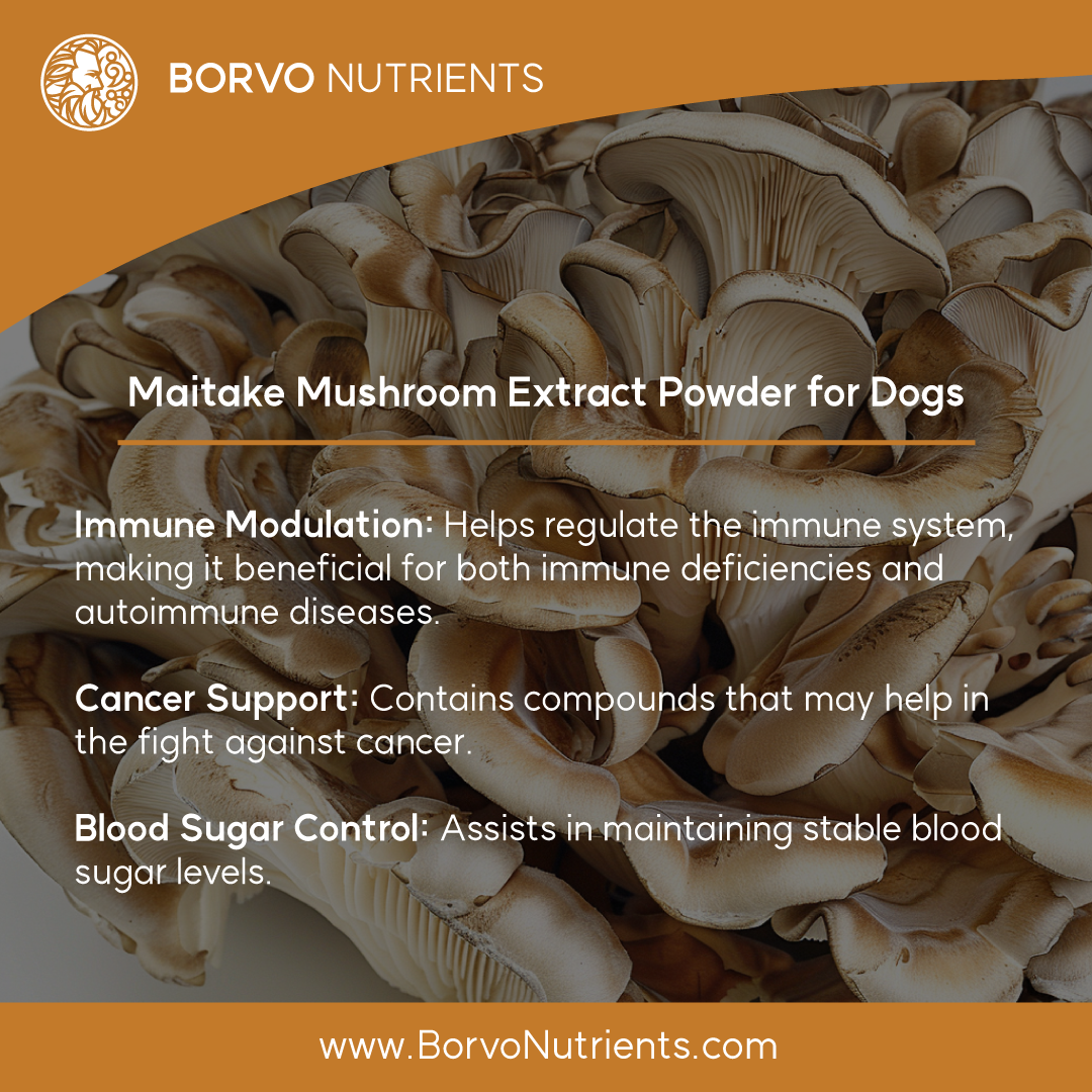 Maitake Mushroom Powder for Dogs Ultrasound Assisted Extraction for Borvo Nutrients