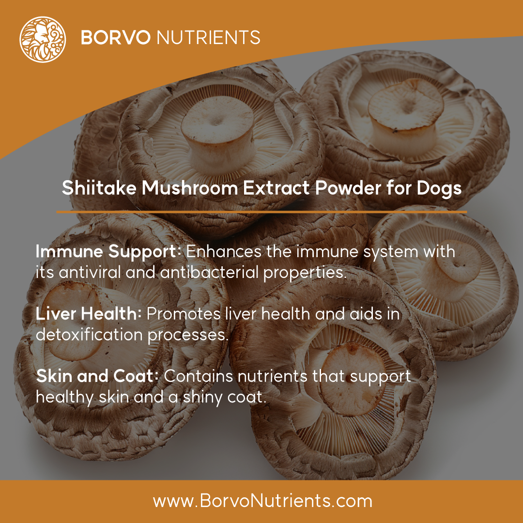 Benefits overview of shiitake extract supplementing for dogs.