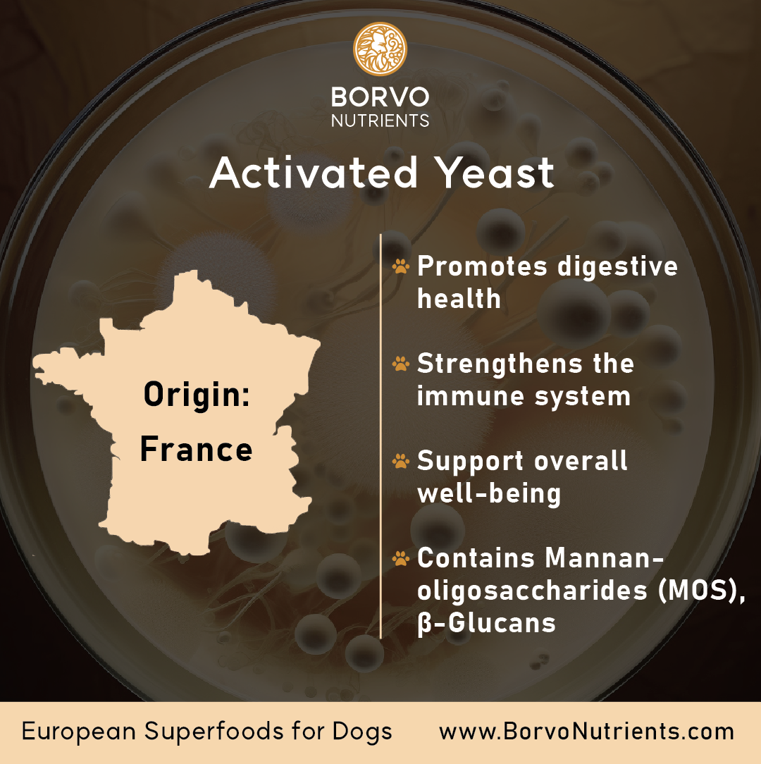 Activated Yeast (Postbiotic) for Dogs | Borvo Nutrients