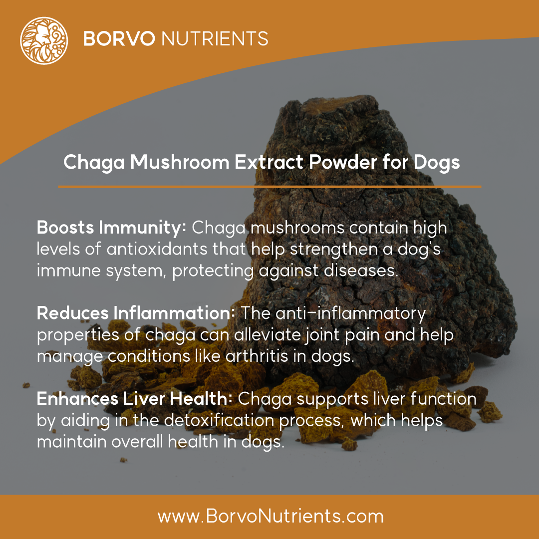 Infographic detailing benefits of Chaga Mushroom Extract supplement for dogs