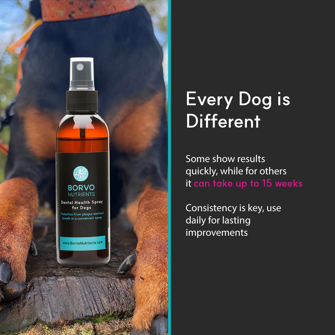 Borvo Nutrients Dental Health Spray bottle placed between a dog’s front paws outdoors, with text explaining that results can take up to 15 weeks and daily consistency is key.