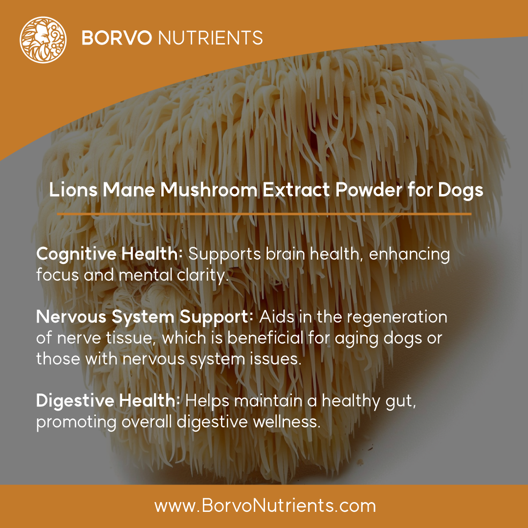 Inforgraphic detailing the benefits of supplementing Lions Mane for dogs.