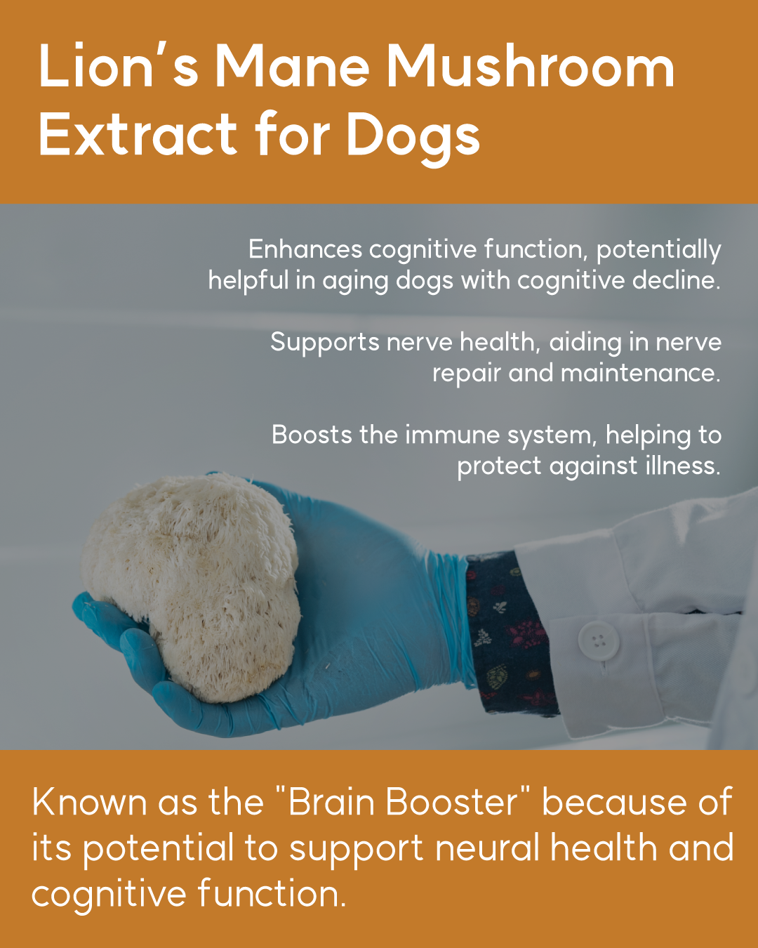 Infographic detailing benefits of lions mane mushroom supplementing and a tid bit about its nick name The Brain Booster.