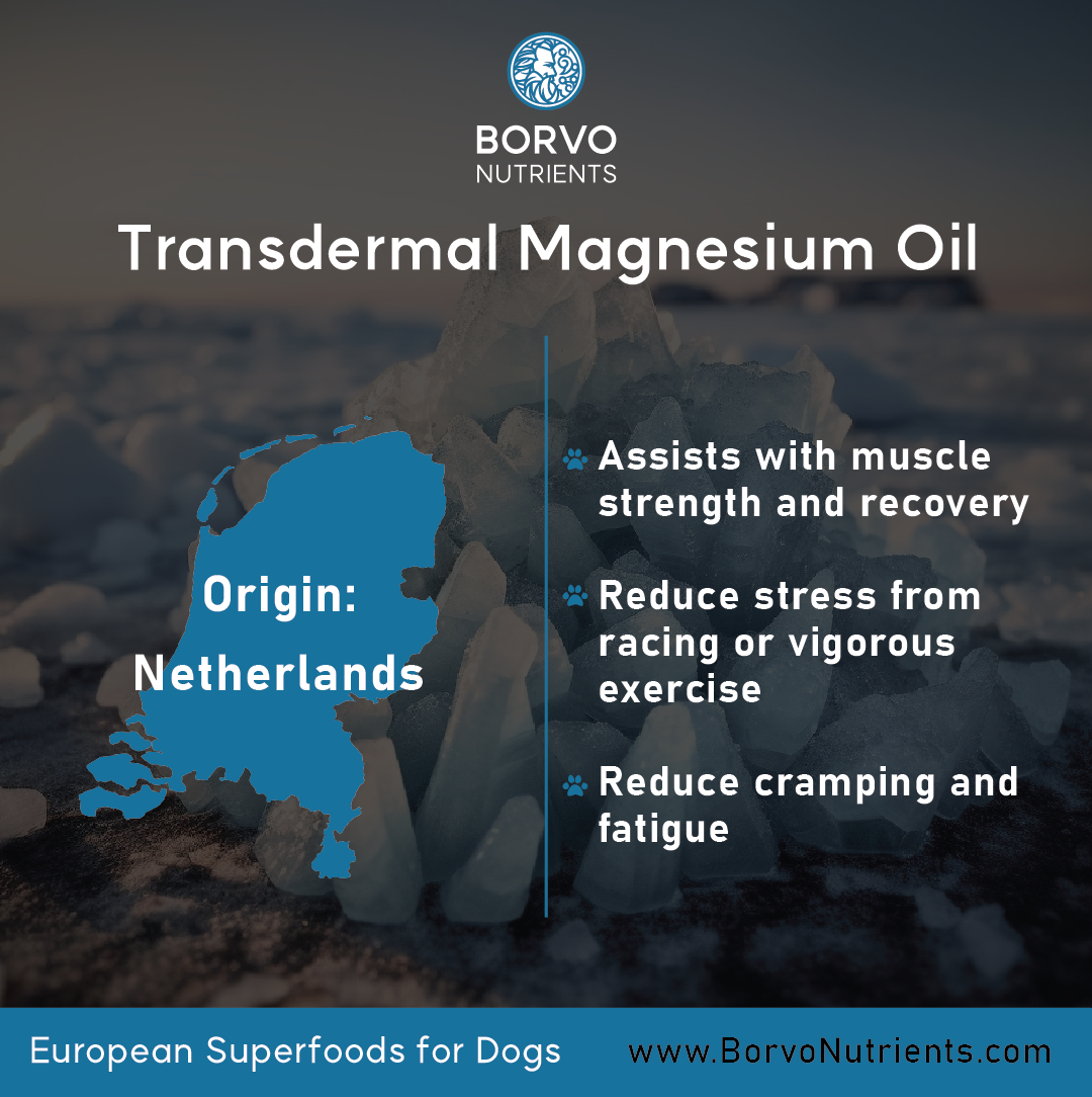 Transdermal Magnesium Oil for Dogs | Borvo Nutrients