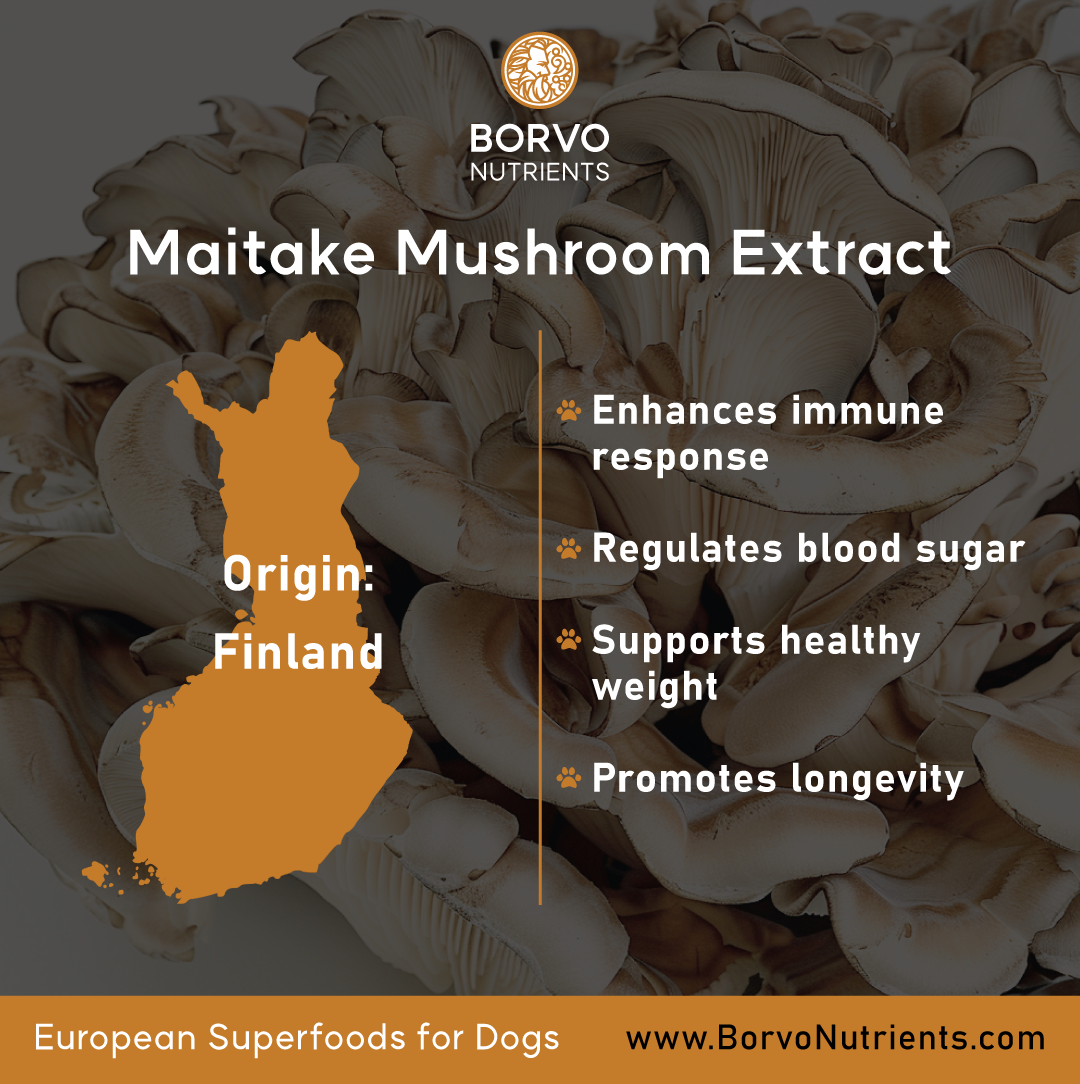 origin and benefits information for Maitake Mushroom Extract for Dogs from Borvo Nutrients