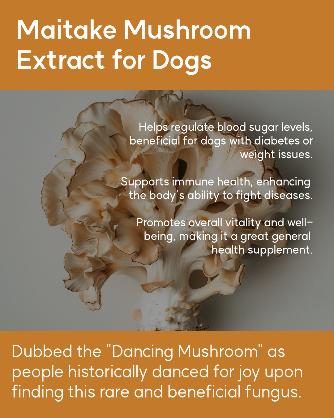 Benefits inforgraphic for supplementing maitake mushroom for dogs.