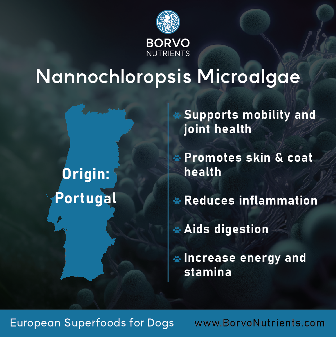 Nannochloropsis Microalgae for Dogs | Borvo Nutrients