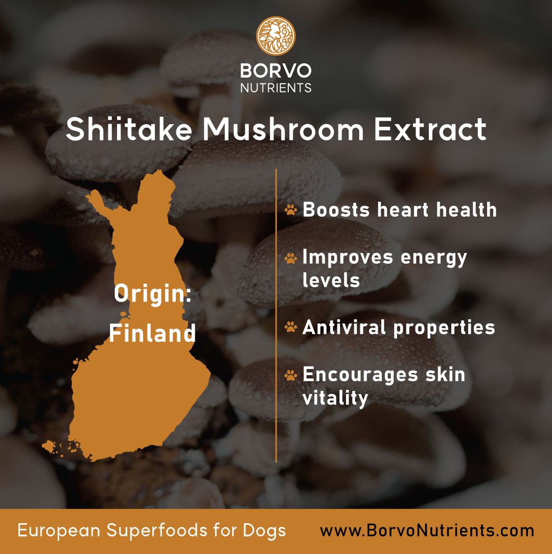 Shiitake origin and benefits information