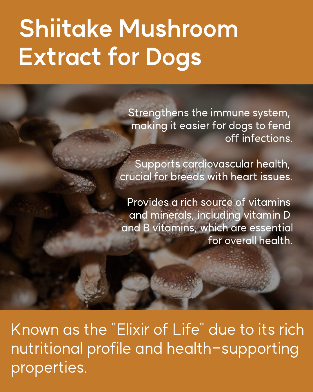 Benefits of supplementing shiitake mushroom extract for dogs.