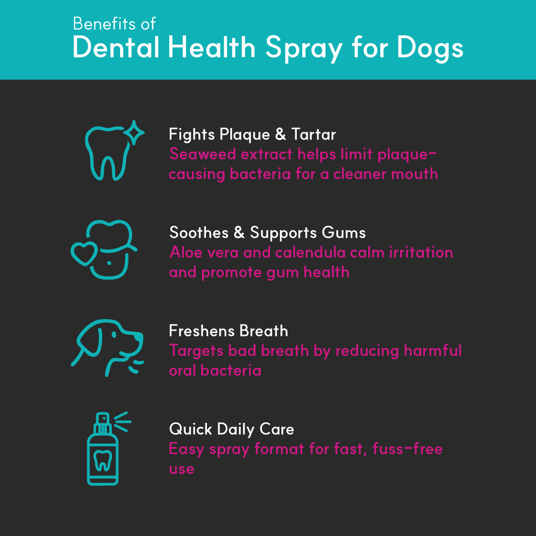 Infographic highlighting the benefits of Borvo Dental Health Spray for Dogs, including fighting plaque and tartar, soothing gums, freshening breath, and easy daily use.