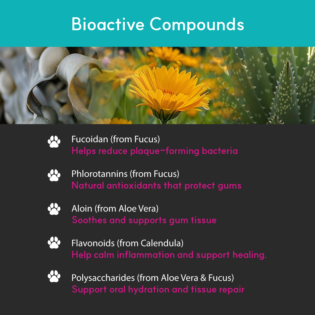 Educational graphic listing bioactive compounds in Borvo Dental Health Spray, including fucoidan, phlorotannins, aloin, flavonoids, and polysaccharides, with supporting plant imagery.