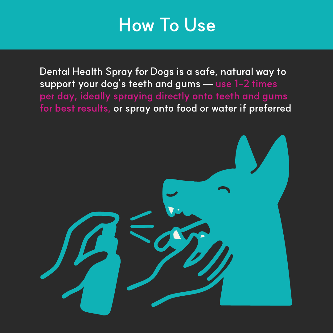 Instructional graphic showing how to use Borvo Dental Health Spray for Dogs, illustrating spraying directly onto a dog’s teeth and gums 1–2 times daily.
